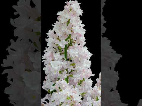 How Lilacs Bloom: A Time Lapse Video of a Pretty Flower