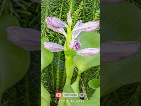 Water HYACINTH Blooming Time Lapse #shorts