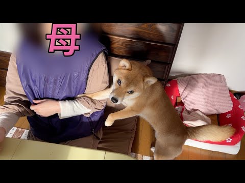 お父さんに誘われるとお母さんのところに逃げていく柴犬こなつ　御崎公園　Insta360x3 GoPro10