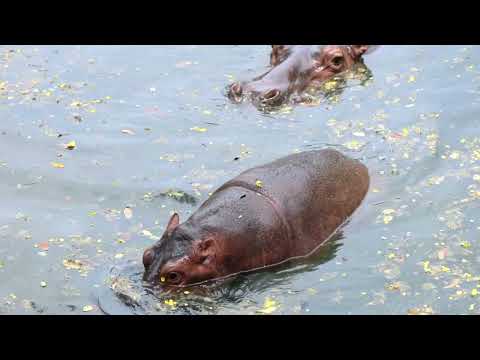 The Majesty of the Hippopotamus Video