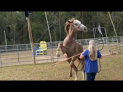 Young Stallion Started Striking!