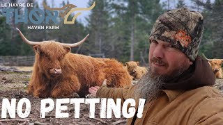 Why I Don’t Pet Our Highland Cows