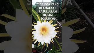 DO'A YANG DI AMALKAN RASULULLAH#doapendek #doaislam #doacepatkaya #quotes #sorts