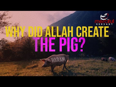 WHY DID ALLAH CREATE THE PIG?