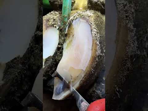 BUBBLES of MANURE ... a VERY BAD SIGN! #weird #wow #satisfying #animals #calming #gross