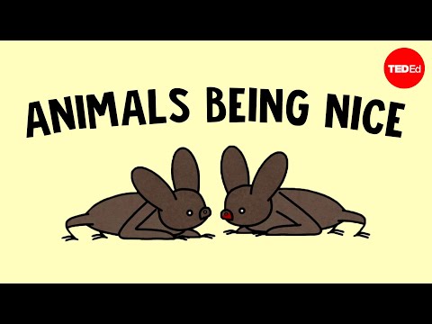 Why animals help each other - Ashley Ward