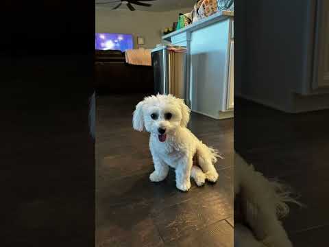 I love my coton#cutecoton#puppy#cutepuppy#puppies#fypシ゚#subscribe#shorts#cotonday