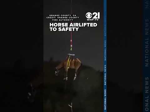 Horse airlifted to safety after slipping off embankment in California