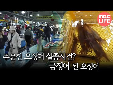 [생방송 오늘 아침] '오징어'가 사라졌다?, MBC 250311 방송