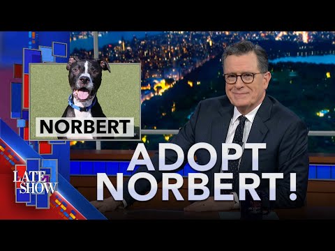 A Day In The Life Of Norbert, The World's Bestest Dog