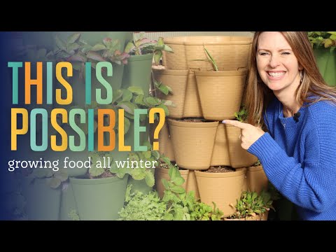 Growing lettuce, onions, & more all winter in my GreenStalk Planters (with help from my greenhouse)