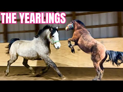 These Yearlings Are Wacko! Zoomies, Training, & More