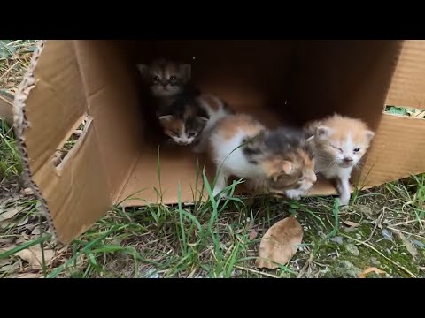 homeless cats roaming the streets, i adopted poor cats