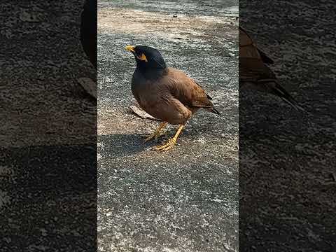 myna bird