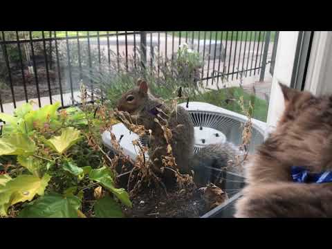 Cat Watches Squirrels