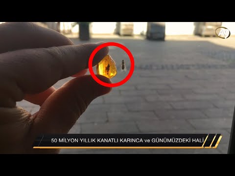 Fosil Avcısı 5 - Amberler