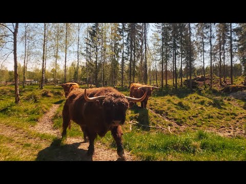 A Symphony of Noise: Highland Cattle Bulls' Vocal Journey to the Green Pasture