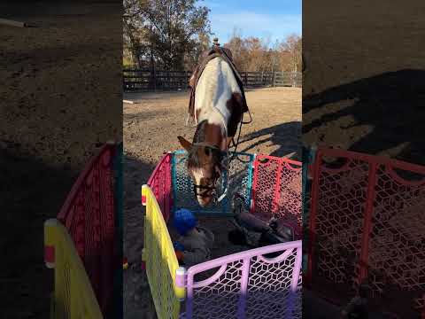 You could say he’s a “babysitter” type #horses #baby #horse #equestrian #cowboy