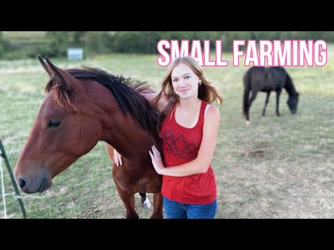 The CHAOTIC, Yet Peaceful Life on a SMALL FARM