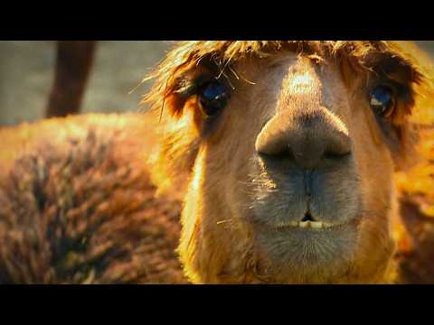 How Alpaca Fiber is Made into Clothing | Maryland Farm & Harvest