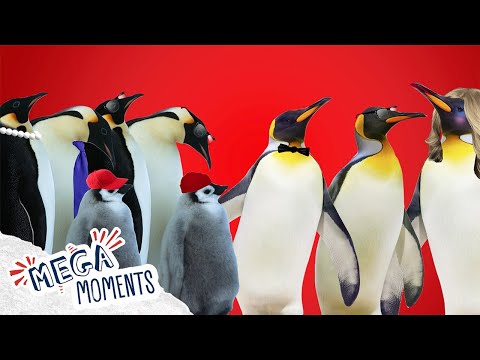 5 Cool Penguin Facts! ❄️ 🐧 | Holiday Special🎄| Mega Moments