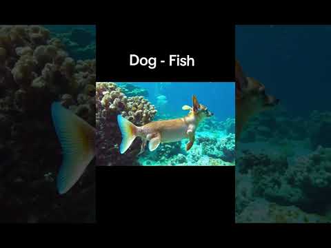 Dog - Fish