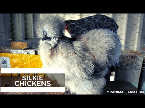 Silkie Chickens