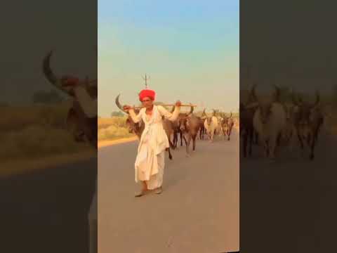 Kankrej Cow Marwad Pawti RJ