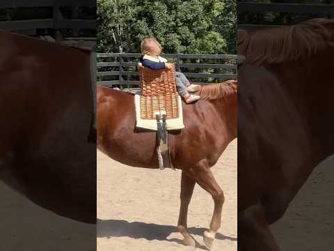 King of the castle! #horses #funny #pony #bestfriend #equestrian