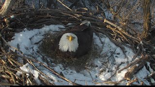 Nongame Wildlife EagleCam - Eagle Habitat