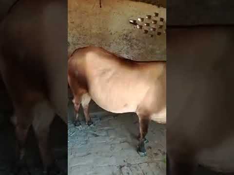 Highlight 0:00 - 1:14 from cow ko garmi me kaise pale