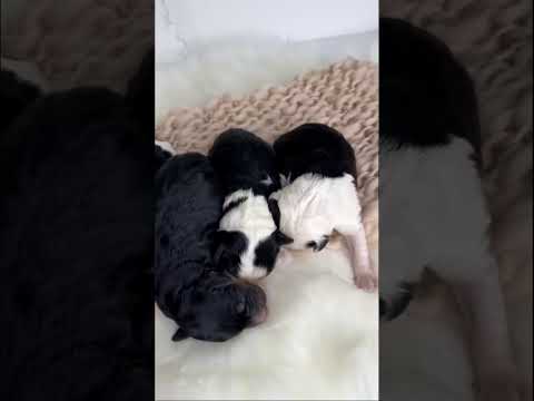 June + Howie Medium Sheepadoodles #song #sheepadoodle #puppies