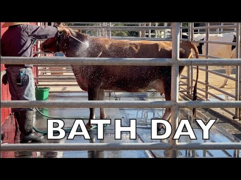 COWS FOR KIDS  | Cows love bath time | FARM LIFE