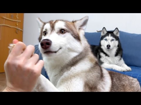 My Husky Uses His Paws as Hands! Dog Logic