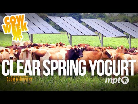 Clear Spring Yogurt | Cow Week