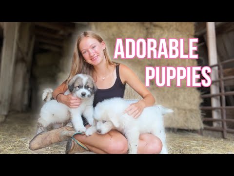 Great Pyrenees Puppies From Day 1 to 2 Months