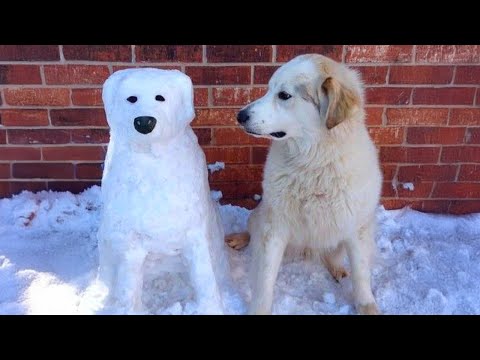 Funny Dogs Encountering Snow For the FIRST TIME! Funniest Dog Reaction