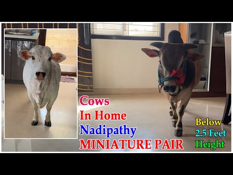 Miniatur pair below 2.5 Height | #youtube #animals #cow #youtubeshorts #yt #indiancattle