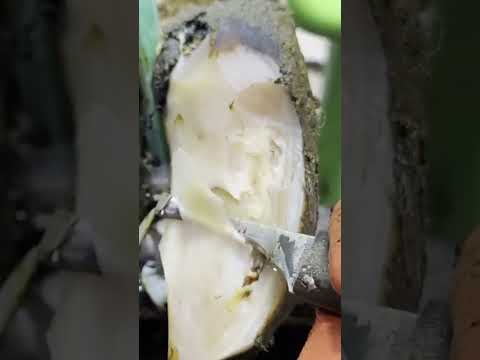 PEELING APART a COW's HOOF!   #hoof #hooftrimming #cow #cowfeet #wow #satisfying  #animals #horse