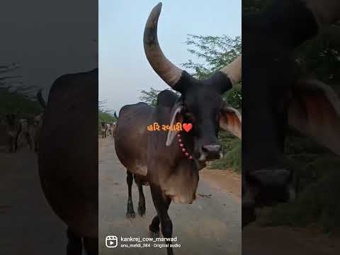 Kankrej Cow Marwad Pawti ❤️