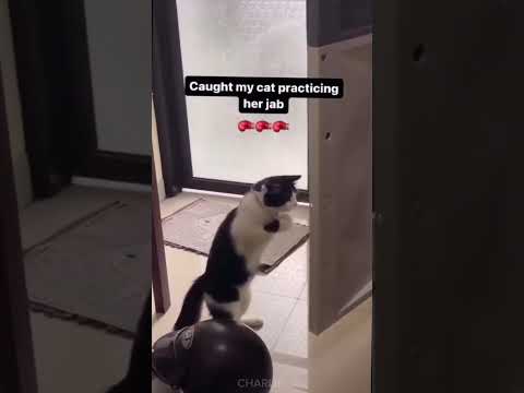 Best Animal videos 2024 😻 funny animal 😄 #funny #funnyvideo #cat #shorts