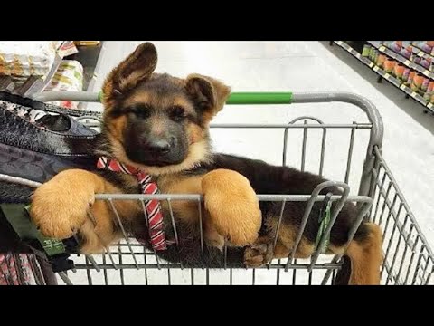 New Funniest & Cutest German Shepherd Videos   Puppy Videos 2024