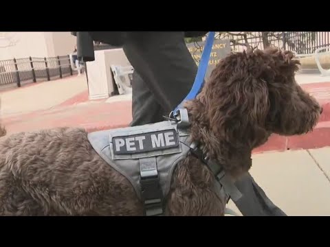 Resource dog brings joy to Hofstra University campus