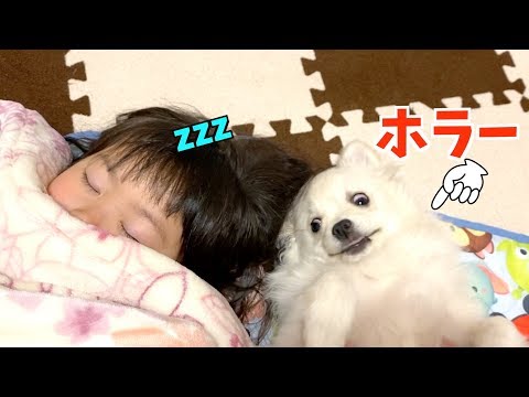 子犬と一緒に寝よう♡妖怪みたいな子犬wぽこあぽこ