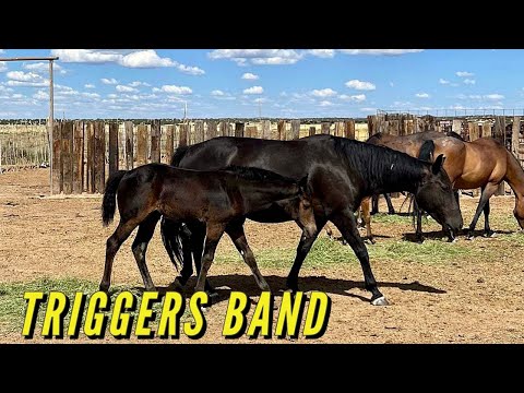 TRIGGER AND HIS BAND OF MARES GATHERED & BRAND ANOTHER GROUP OF FOALS #quarterhorses #2023foals