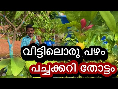 വീട്ടിലൊരു പഴം പച്ചക്കറി തോട്ടം || Home farming