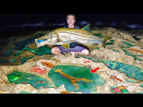 We Caught The TIDE POOL MONSTER At Night!