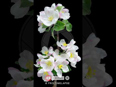 Apple Flowers Time Lapse #shorts