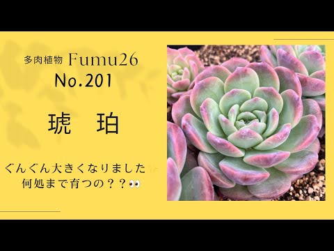 【多肉植物】琥珀を大きくしよう❣️鉢増しとイベントのナイショのお話🤫✨