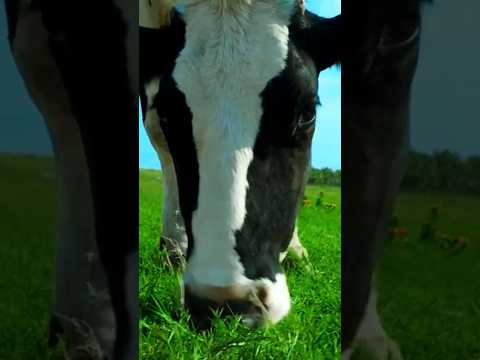 FUNNY COW DANCE 🤣🐮| COW SONG _ COW VIDEOS | DANCING COW | ANIMAL SOUND